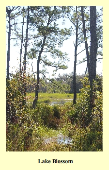 Lake Blossom