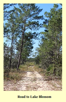 Road to Lake Blossom