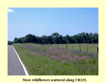 More Wildflowers scattered along County Road 225.