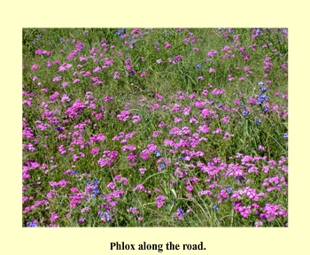 Phlox along the road.