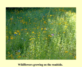 Wildflowers growing on the roadside.