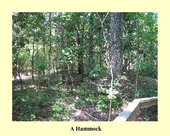 A Hammock