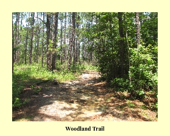 Woodland Trail