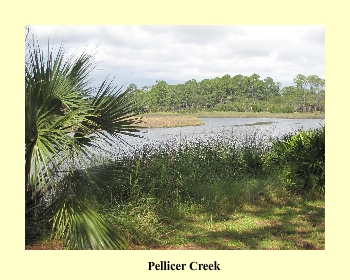 Pellicer Creek