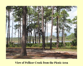 View of Pellicer Creek from Picnic Area