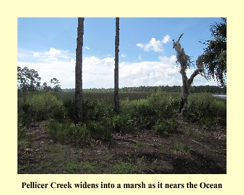 Pellicer Creek widens into a marsh as it nears the Ocean