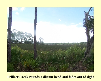 Pellicer Creek rounds a distant bend and fades out of sight