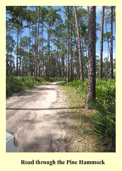 Road through the Pine Hammock