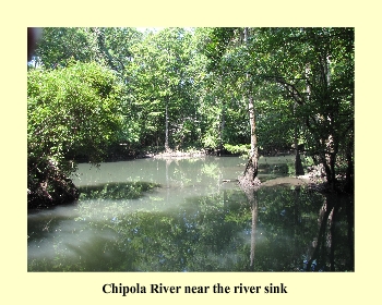 Chipola River near the river sink