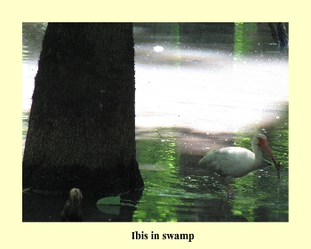 Ibis in swamp