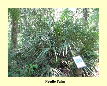 Needle Palm