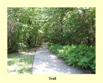 Trail