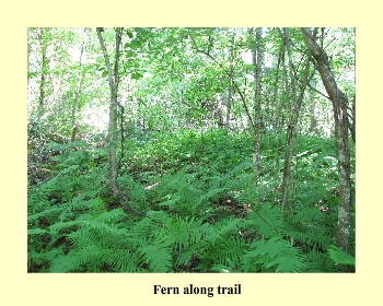 Fern along trail