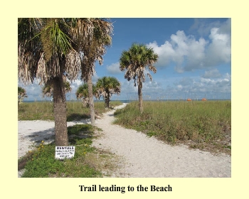 Trail leading to the Beach
