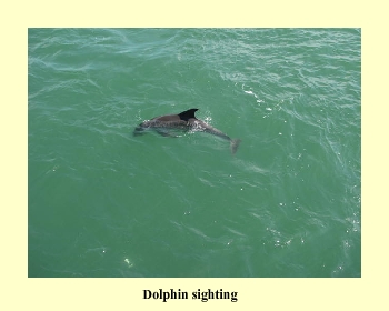 Dolphin Sighting