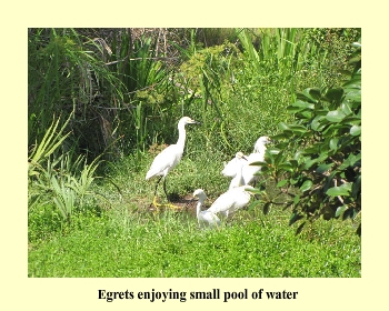 Egrets enjoying small pool of water