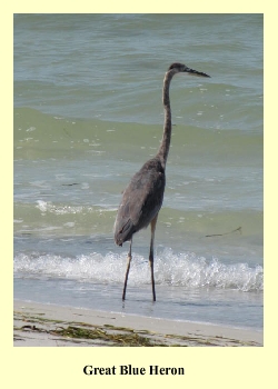 Great Blue Heron