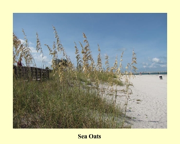 Sea Oats