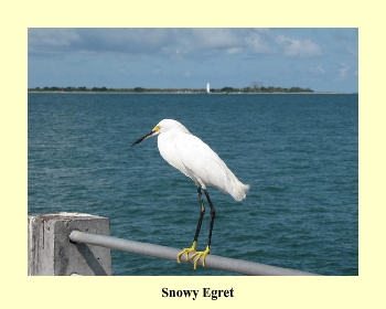 Snowy Egret