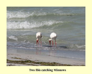 Two Ibis catching Minnows