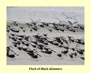 Flock of Black skimmers