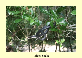 Black Snake