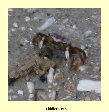 Fiddler Crab