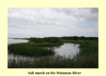 Salt marsh on the Matanzas River