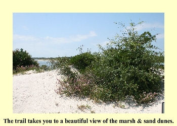 The trail takes you to a beautiful view of the marsh & sand dunes.