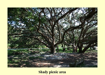 Shady picnic area