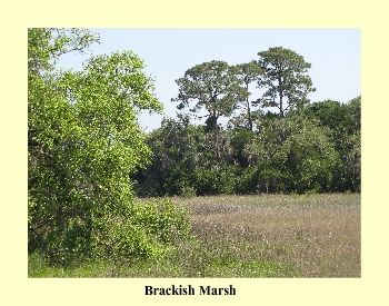 Brackish Marsh