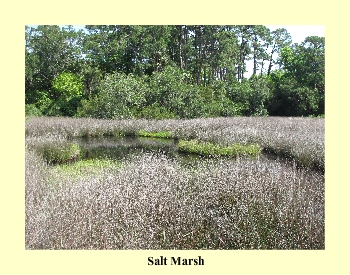 Salt Marsh