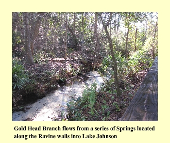 Gold Head Branch flows from a series of Springs located 
along the Ravine walls into Lake Johnson