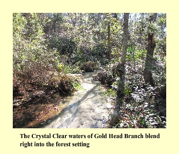 The Crystal Clear waters of Gold Head Branch blend right into the forest setting