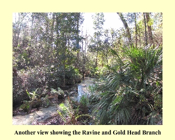 Another view showing the Ravine and Gold Head Branch