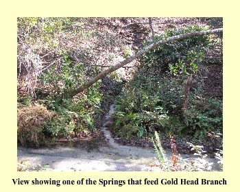 View showing one of the Springs that feed Gold Head Branch