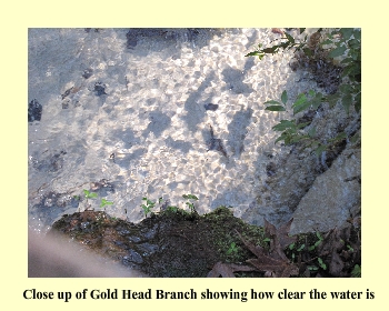 Close up of Gold Head Branch showing how clear the water is