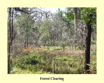 Forest Clearing