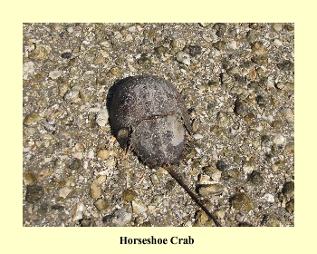 Horseshoe Crab