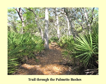 Trail through the Pallmetto Bushes