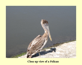 Close up view of a Pelican