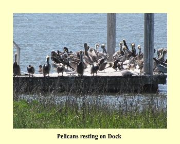 Pelicans resting on Dock