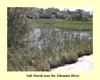 Salt Marsh near the Tolomato River