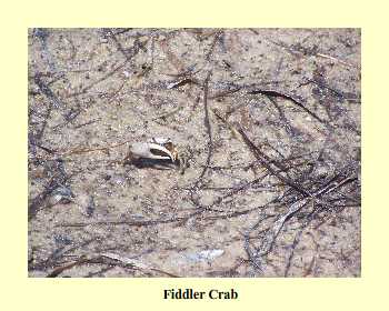 Fiddler Crab