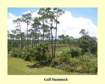 Gulf Hammock