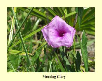 Morning Glory