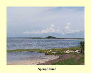 Sponge Point