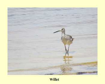 Willet