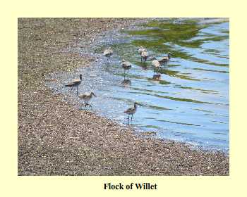 Flock of Willet