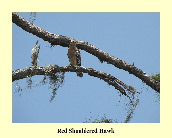 Red Shouldered Hawk